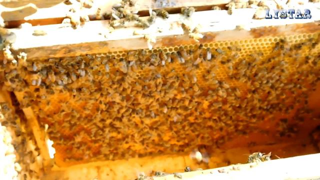 Как поймать пчелиный рой. Вторая серия. Как поймать пчел. смотреть онлайн