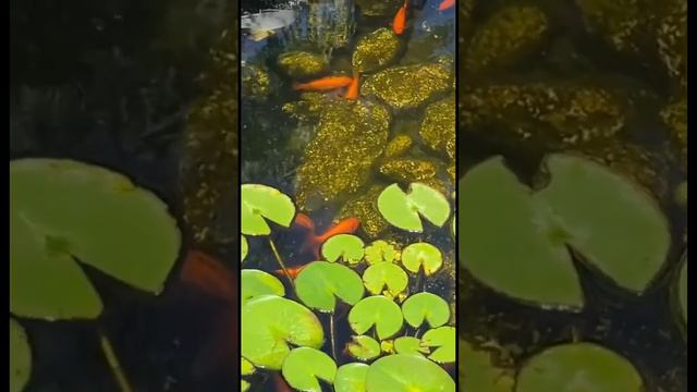 Чего нет в Турции. смотреть онлайн