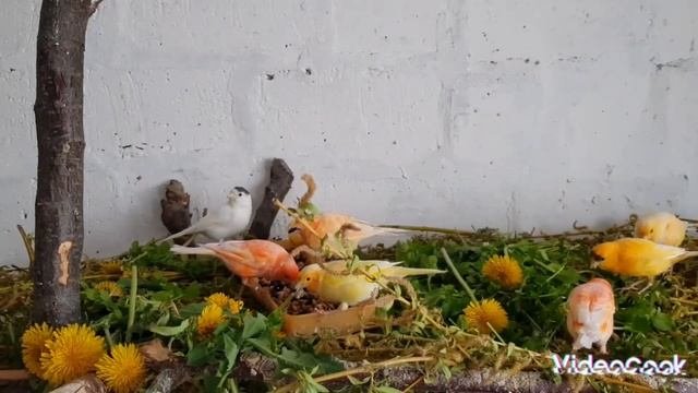 Кормление канареек за пределами клетки. А вы выпускаете своих канареек полетать.