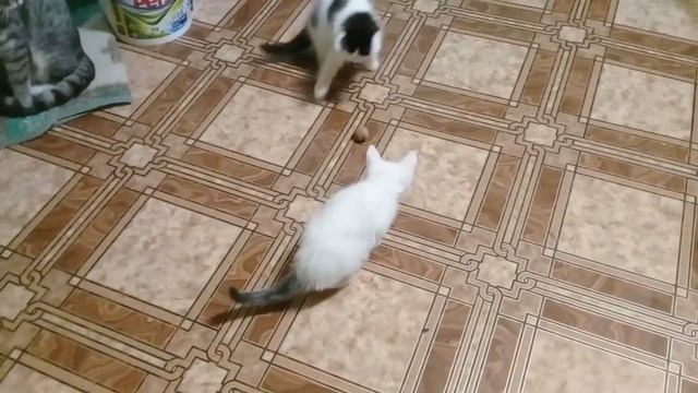 Разминка у котят, перед матчем. смотреть онлайн