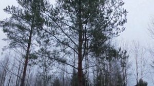 КУПИЛИ ДАЧУ! ЧТО ДЕЛАТЬ ДАЛЬШЕ?