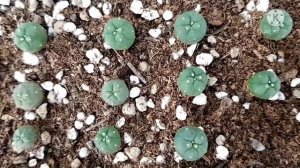 lophophora diffusa