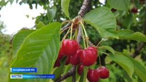 Наливная и сладкая. На Ставрополье в разгаре сезон сбора черешни