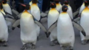 Парад пингвинов
