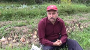 Лук из семян. Эксибишен.