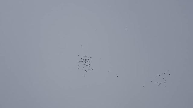 17.12.18. Приподнял выборочно выбраковку. Raised selectively culling. смотреть онлайн