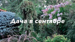 ЛЮБИМАЯ  ДАЧА / 6соток/ в СЕНТЯБРЕ / 2024Г