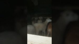 Поездка за Катумскими ярочками.