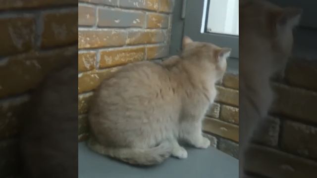 котик думает....играть или нет?? окрас золотая шиншилла, британская порода
