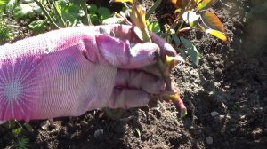 Мой опыт подготовки роз к зимовки в от гр (ВПЛ)