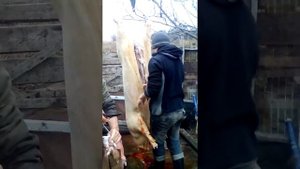 Розделка свени