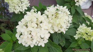 Гортензия "Лаймлайт" Красивая и одна из самых выносливых.