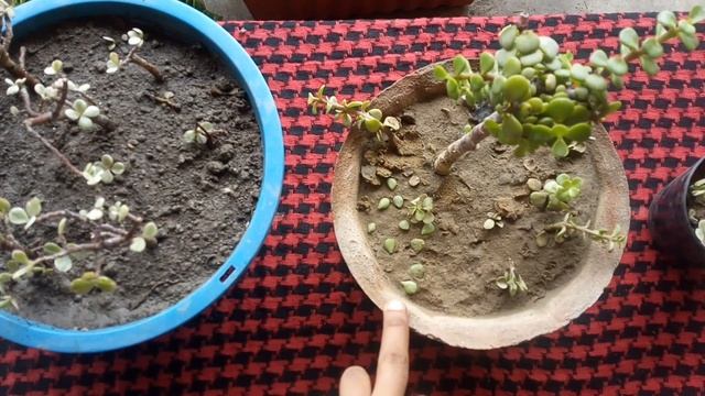 How To Grow Portulacaria Afra/ Dwarf Jade/Elephant Bush From Cutting смотреть онлайн