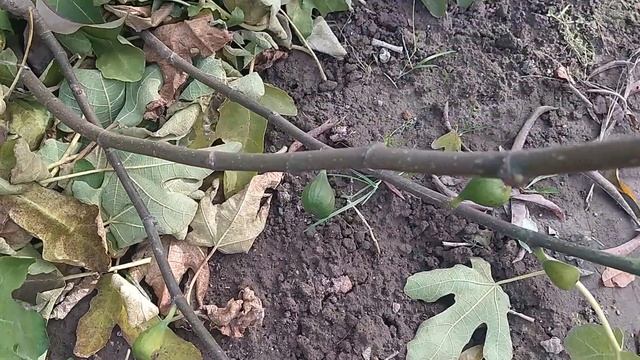 Инжир в открытом грунте Беларусь смотреть онлайн