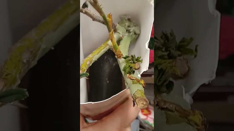 Как выбрать саженцы или как я пыталась не купить ужасные растения ✔️