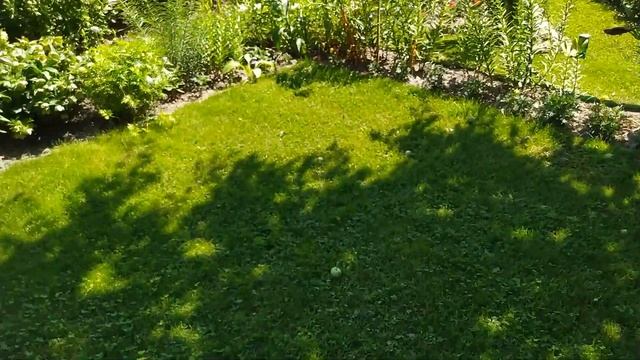 Прогулка по саду с лилиями в летний солнечный день смотреть онлайн
