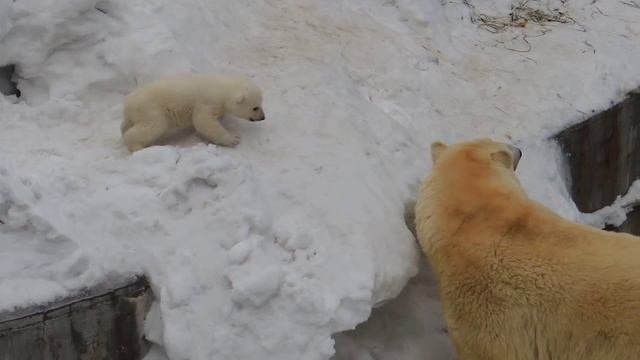 Белая медведица учит мишку спускаться смотреть онлайн