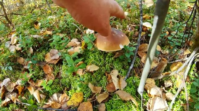 Боровые белые в смешанном лесу. Часть 2. Костромская глубинка. Сентябрь 2020. смотреть онлайн