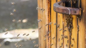 Минута апитерапии у апидомика