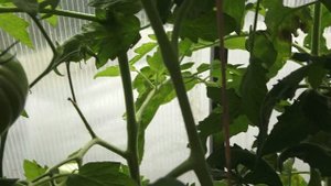 Томаты, устойчивые к кладоспориозу. Обзор моей теплицы