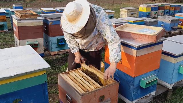 Быстрое увеличение семьи на майский медосбор. Двухматочное  содержание. смотреть онлайн