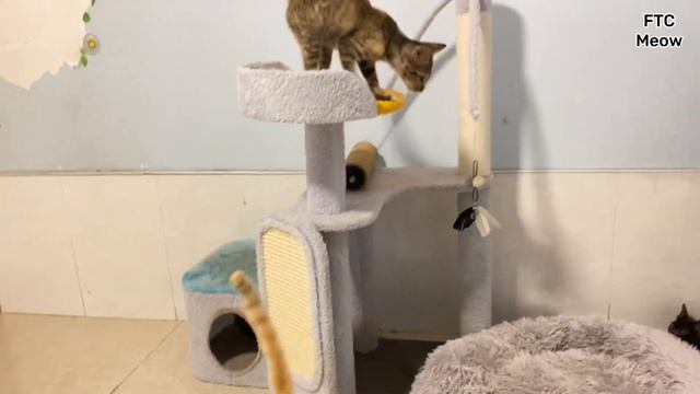 Update | I try to save a kitten, unfortunately it nearly dead, but the kitten is alive when I saw смотреть онлайн