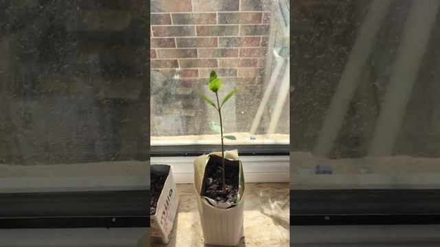 Выращивание фисташки из семянки часть Часть 8. Growing pistachio part 8 смотреть онлайн