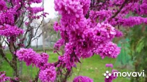 Троице-Георгиевский Женский Монастырь