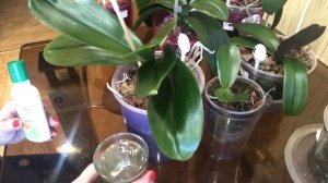 Орхидеи. Полив рисовой водой и листовая обработка янтарной кислотой.