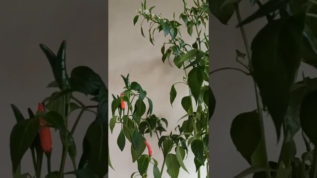 Огород на балконе! Перец Чили. смотреть онлайн