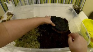#snailhouse #террариум КАК ПРАВИЛЬНО ОБУСТРОИТЬ ТЕРРАРИУМ ДЛЯ УЛИТОК?| НА ЧЕМ СОДЕРЖАТЬ АХАТИН?