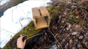 Отзыв о кулемке-самолове после сезона охоты на куницу (Будни охотника и рыбака)