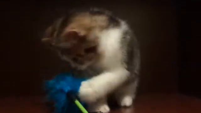 Шотландский прямоухий смотреть онлайн