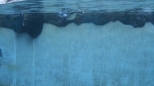 Хорошо плавают птички.