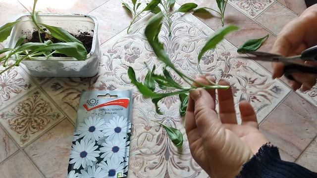 Черенкование остика