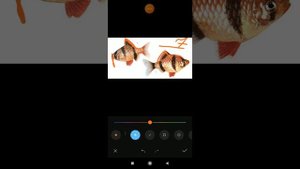 барбус суматранський самка и самець