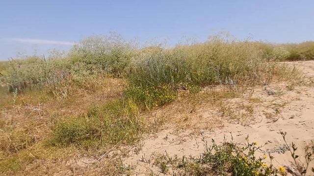 Пляж в селе Ступино, отдых с палатками недалеко от М4 в Воронеже