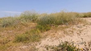 Пляж в селе Ступино, отдых с палатками недалеко от М4 в Воронеже