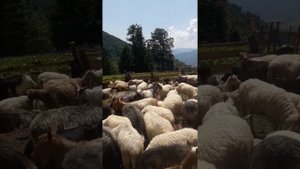 Овцы на полоныне в Закарпатье