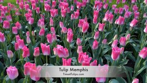 Tulip Memphis | Time4Tulips.com