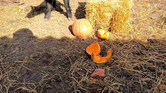 Реакция огромного кабана на щенка западносибирской лайки. смотреть онлайн