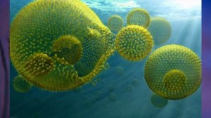 "Подцарство Многоклеточные", Биология 7 класс, Сивоглазов