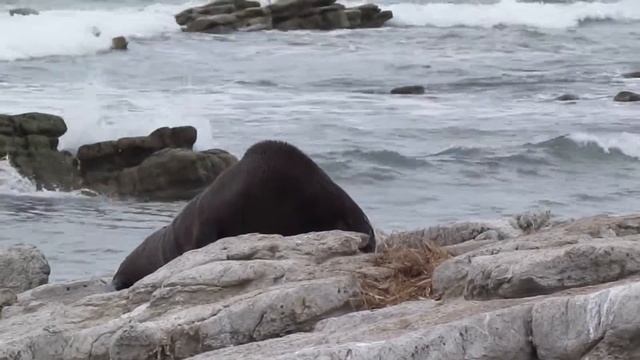 Тюлени Кайкоуры, морской котик и чайки смотреть онлайн