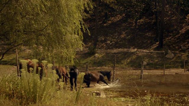 BBC.Chudesa.Zhizni.05.2013.XviD.HDRip.by.GeneralFilm