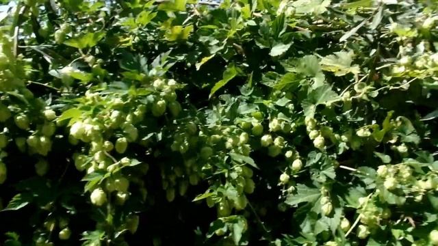 ЛЕКАРСТВЕННЫЕ РАСТЕНИЯ на даче и в природе.Что ПОСАДИТЬ возле ВОДОЕМА (пруда) на даче смотреть онлайн