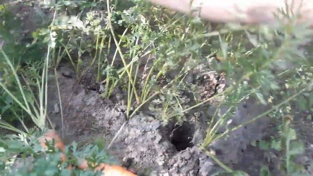 Лёгкий грибной суп по-охотничьи. смотреть онлайн