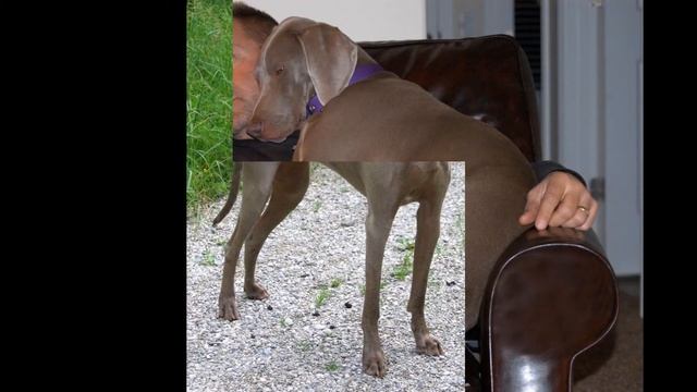 Веймаранер/Weimaraner (порода собак HD slide show)! смотреть онлайн