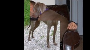 Веймаранер/Weimaraner (порода собак HD slide show)!