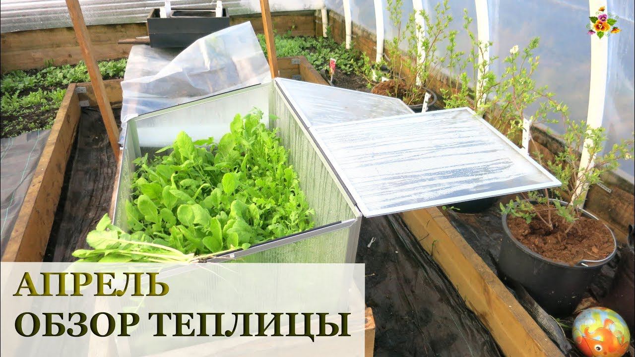 Обзор теплицы 20 апреля / Урожай зелени, редиса, цветение черники
