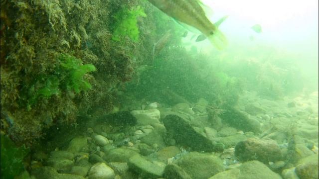 Снимаем под водой, кто будет клевать. Рыбалка возле пирса в море